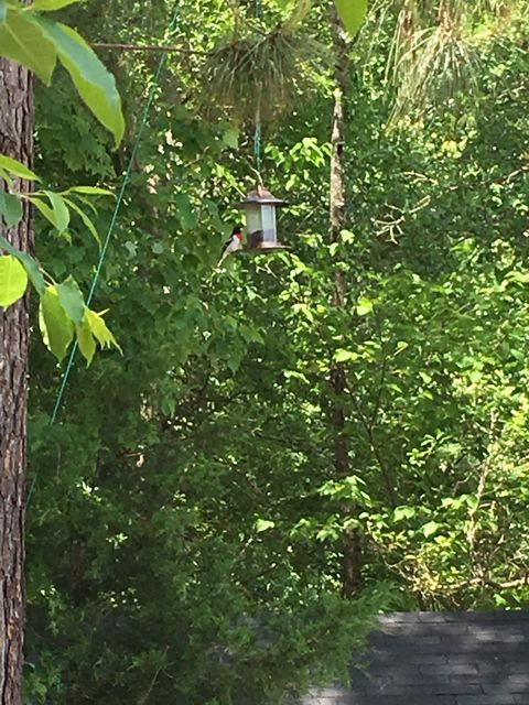 Rose-breasted Grosbeak