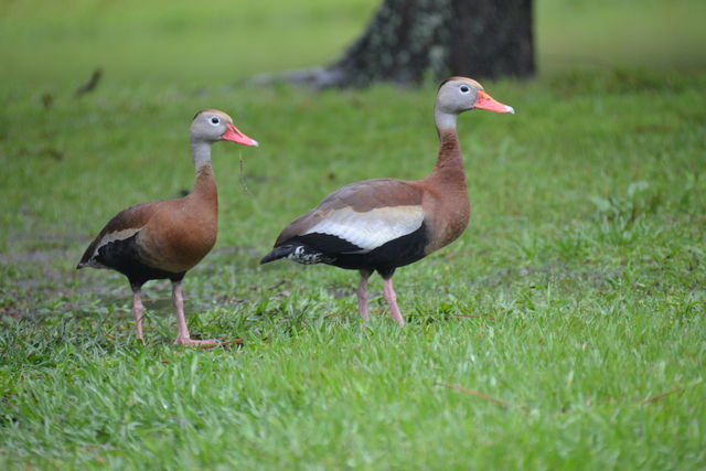 Black-bellied Whistling-Duck