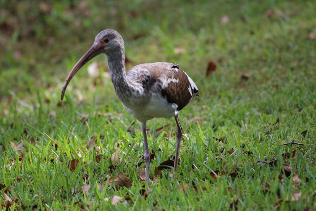 White Ibis