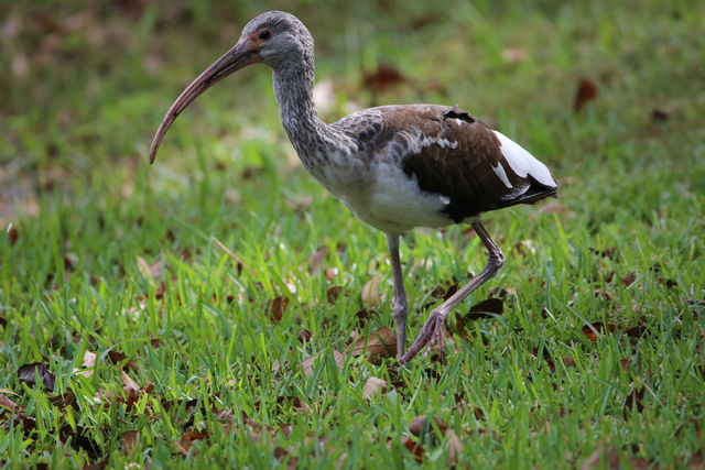 White Ibis