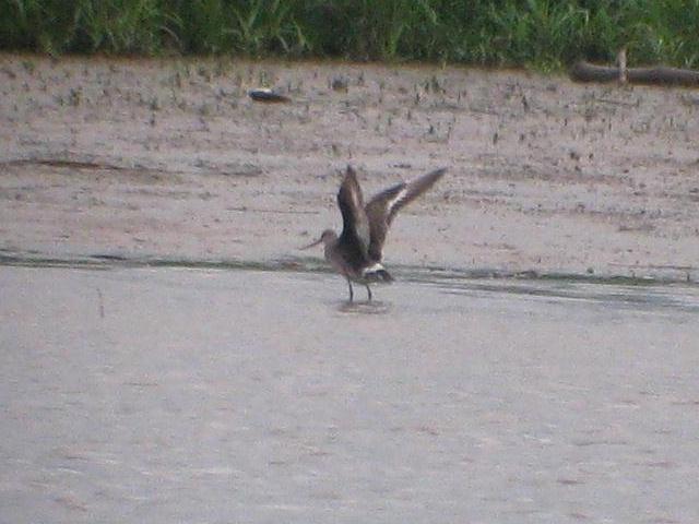 Hudsonian Godwit