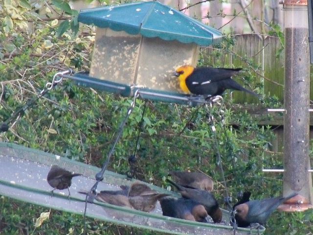 Yellow-headed Blackbird