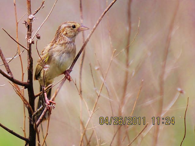 Cassin's Sparrow