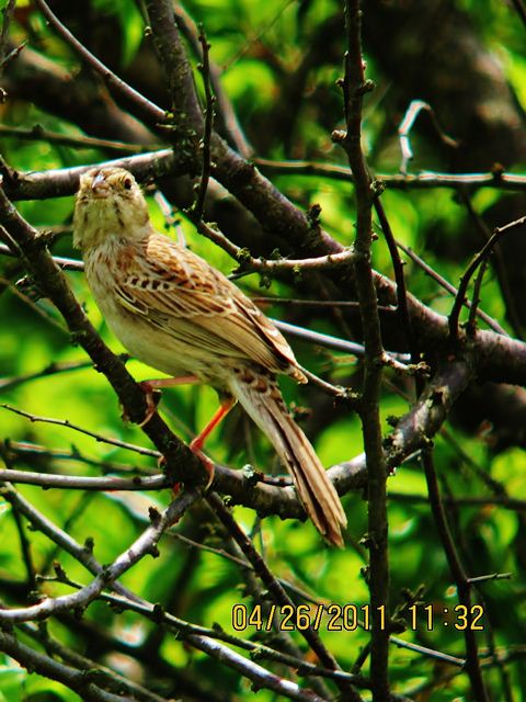 Cassin's Sparrow