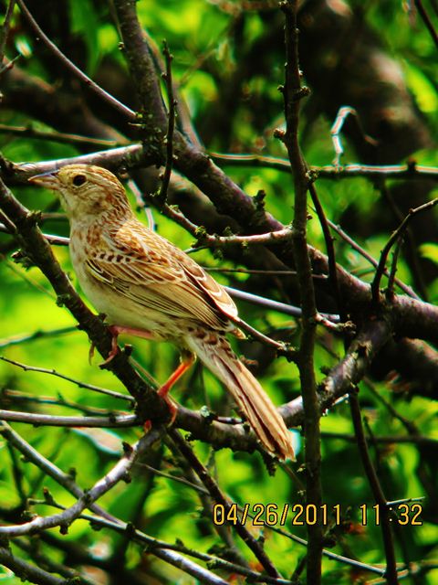 Cassin's Sparrow
