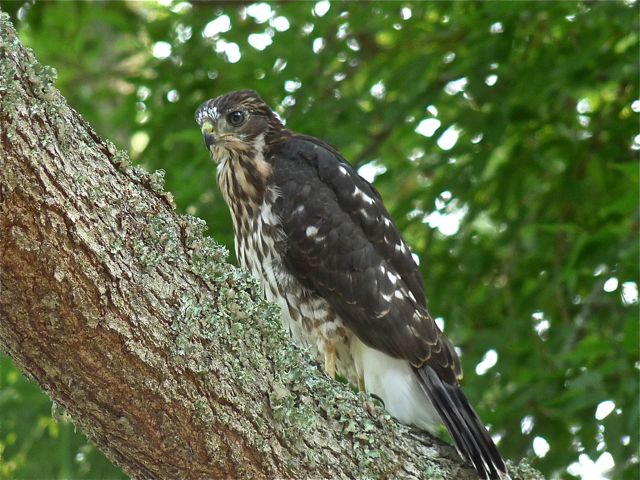 Cooper's Hawks