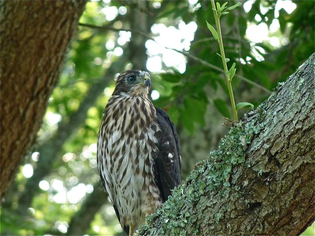 Cooper's Hawks