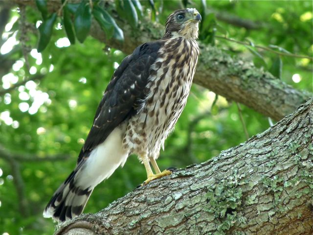 Cooper's Hawks