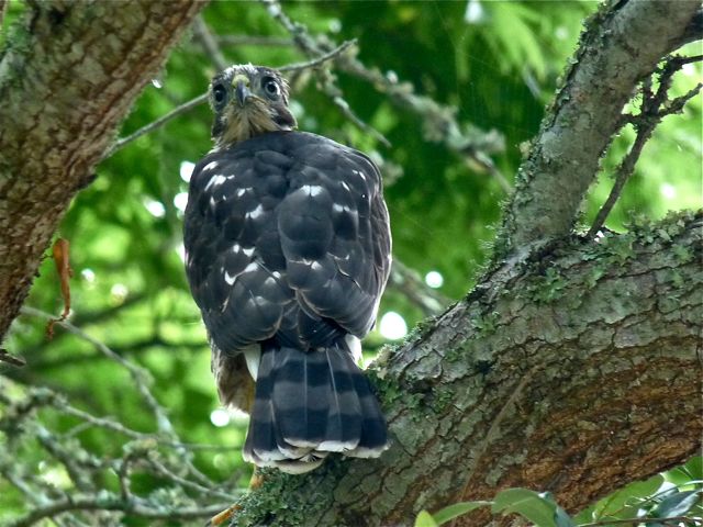 Cooper's Hawks