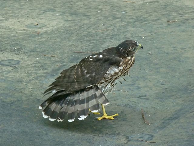 Cooper's Hawks