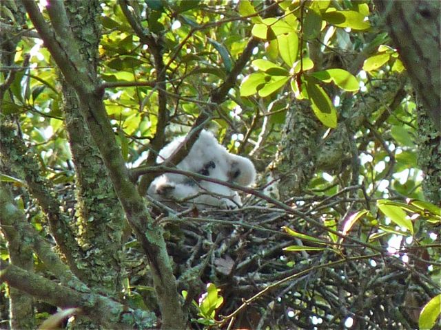 Cooper's Hawks