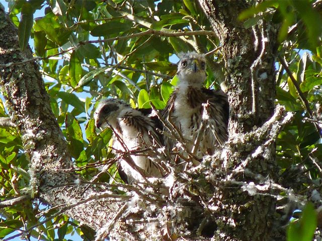 Cooper's Hawks