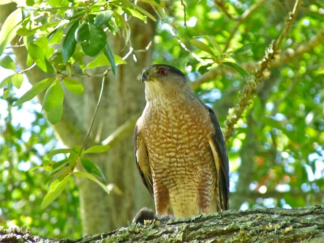 Cooper's Hawks