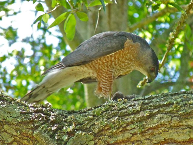 Cooper's Hawks
