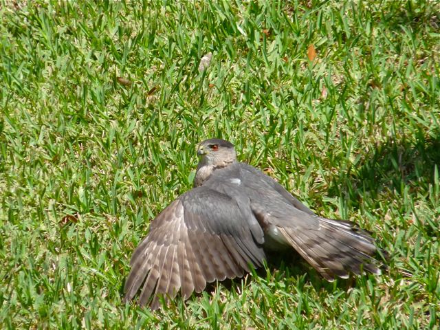 Cooper's Hawk