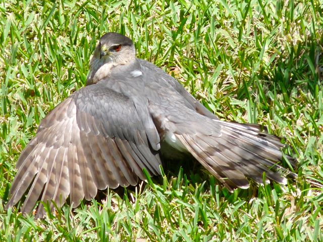 Cooper's Hawk