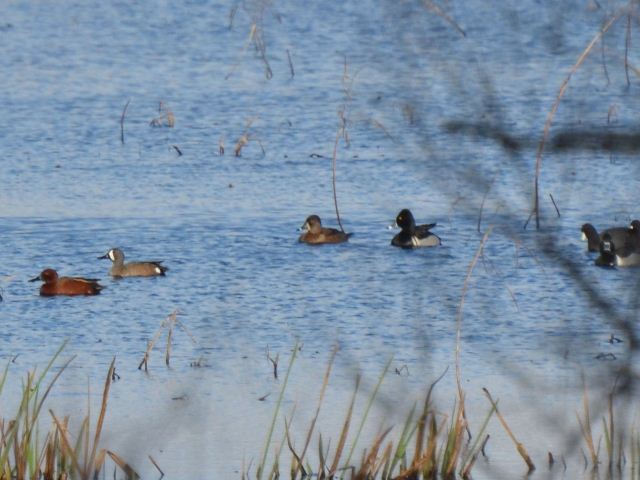 Cinnamon Teal