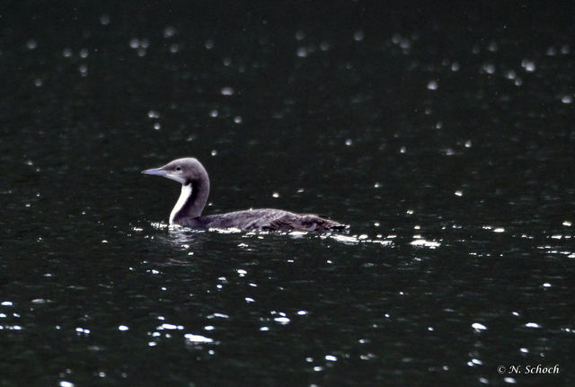 Pacific Loon