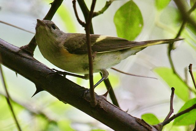 American Redstart