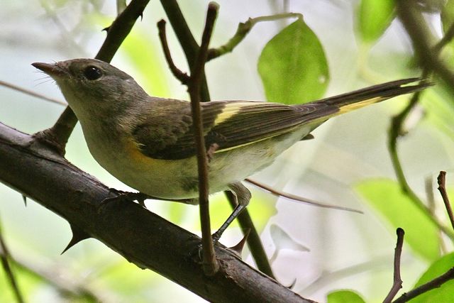 American Redstart