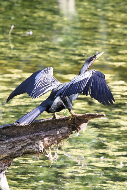 Anhinga
