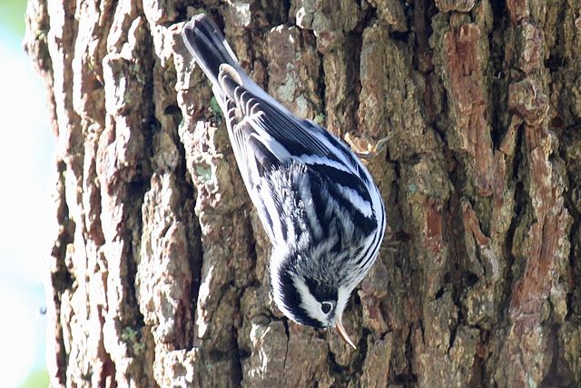 Black-and-white Warbler