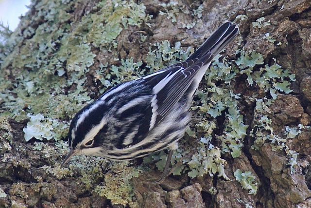 Black-and-white Warbler