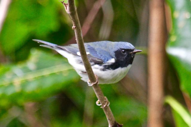 Black-throated Blue Warbler