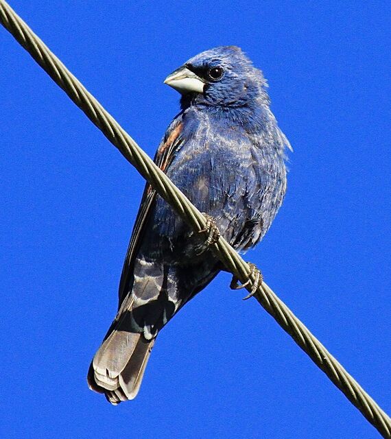 Blue Grosbeak