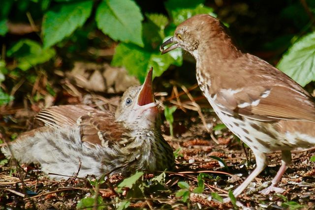 Brown Thrasher