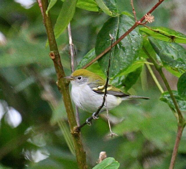 Chestnut-sided Warbler