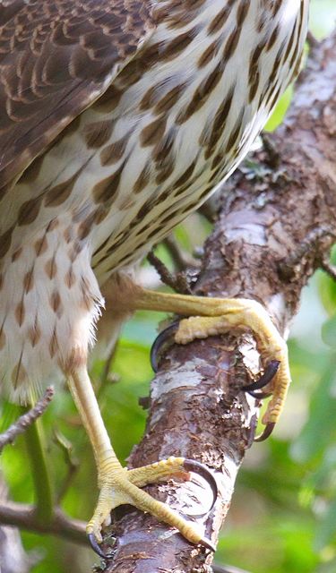 Cooper's Hawk
