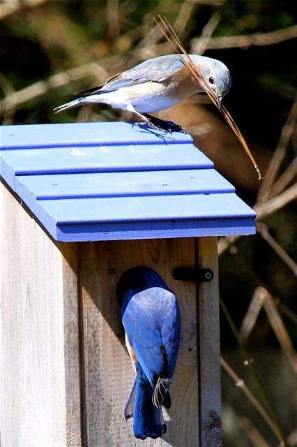 Eastern Bluebirds