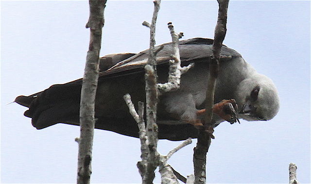 Mississippi Kite