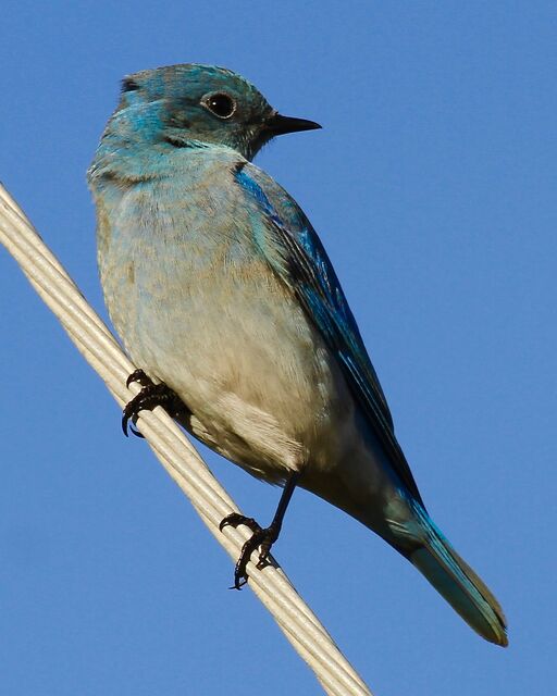 Mountain Bluebird