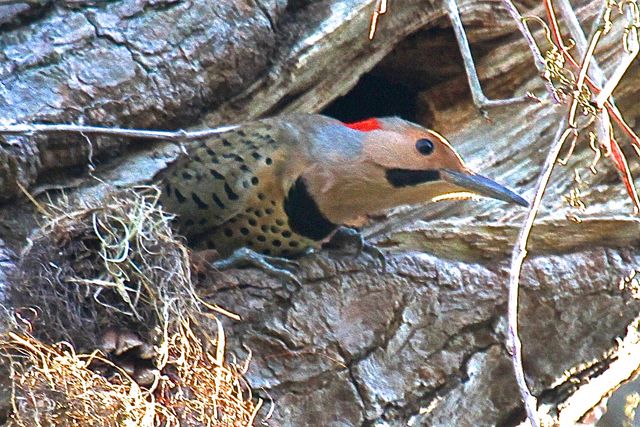 Northern Flicker