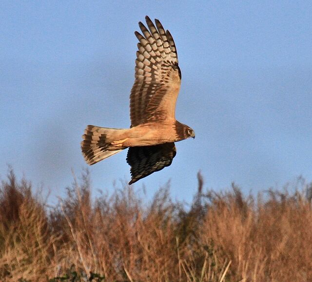 Northern Harrier