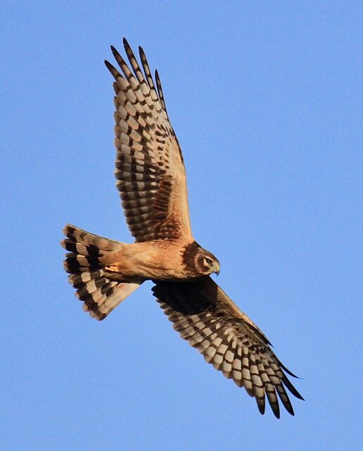 Northern Harrier