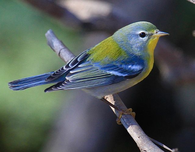 Northern Parula