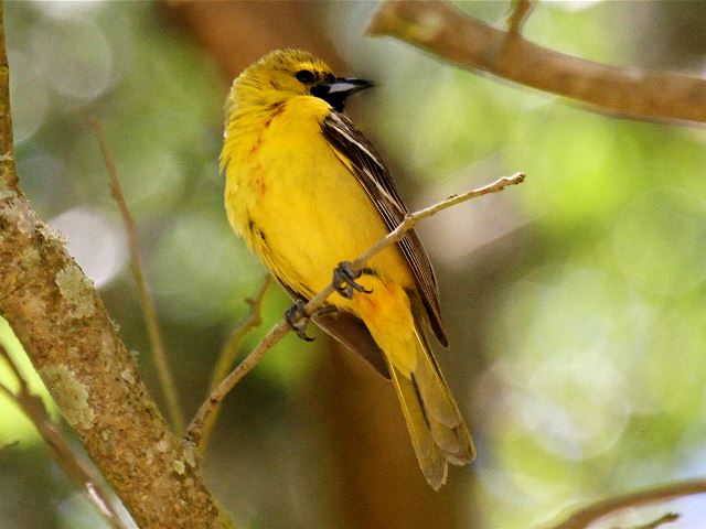 Orchard Oriole