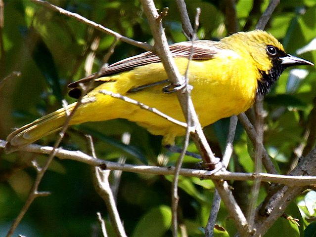 Orchard Oriole