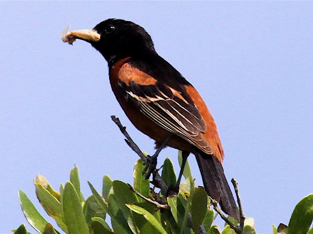 Orchard Oriole