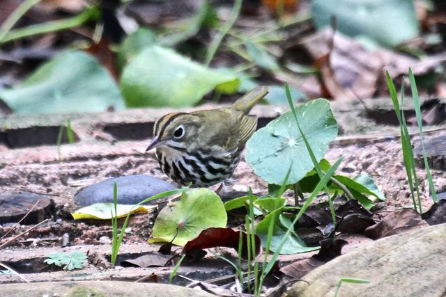 Ovenbird