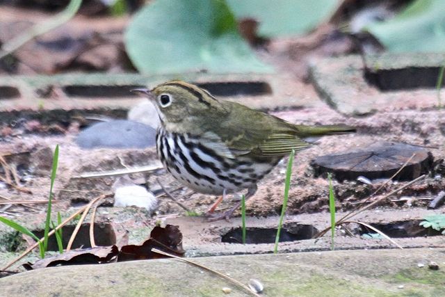 Ovenbird