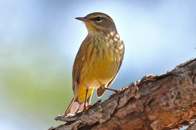 Palm Warbler