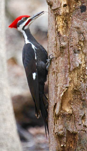 Pileated Woodpecker