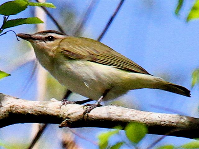 Red-eyed Vireo