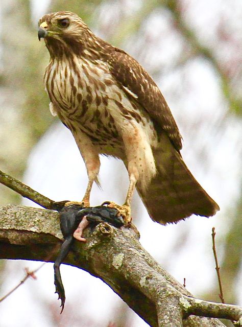 Red-shouldered Hawk