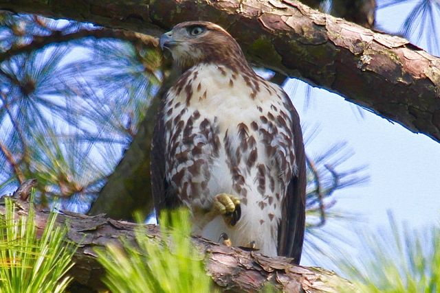 Red-tailed_Hawk