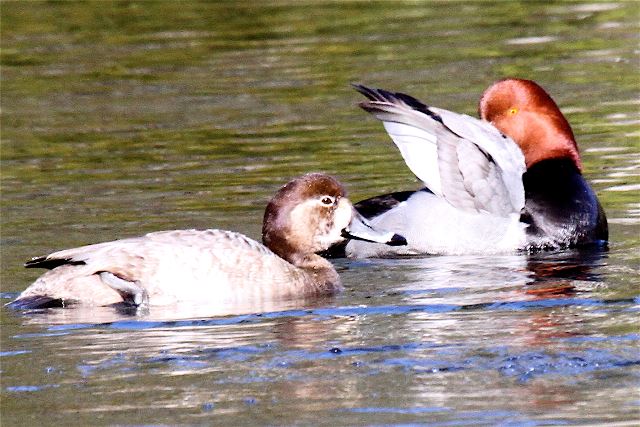 Redheads